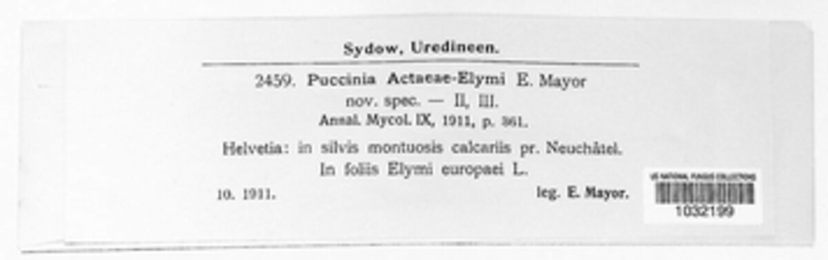 Puccinia actaeae-elymi image